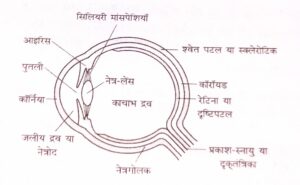 मानव नेत्र तथा रंगबिरंगा संसार नोट्स कक्षा 10